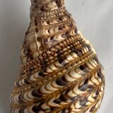 Charonia tritonis shell