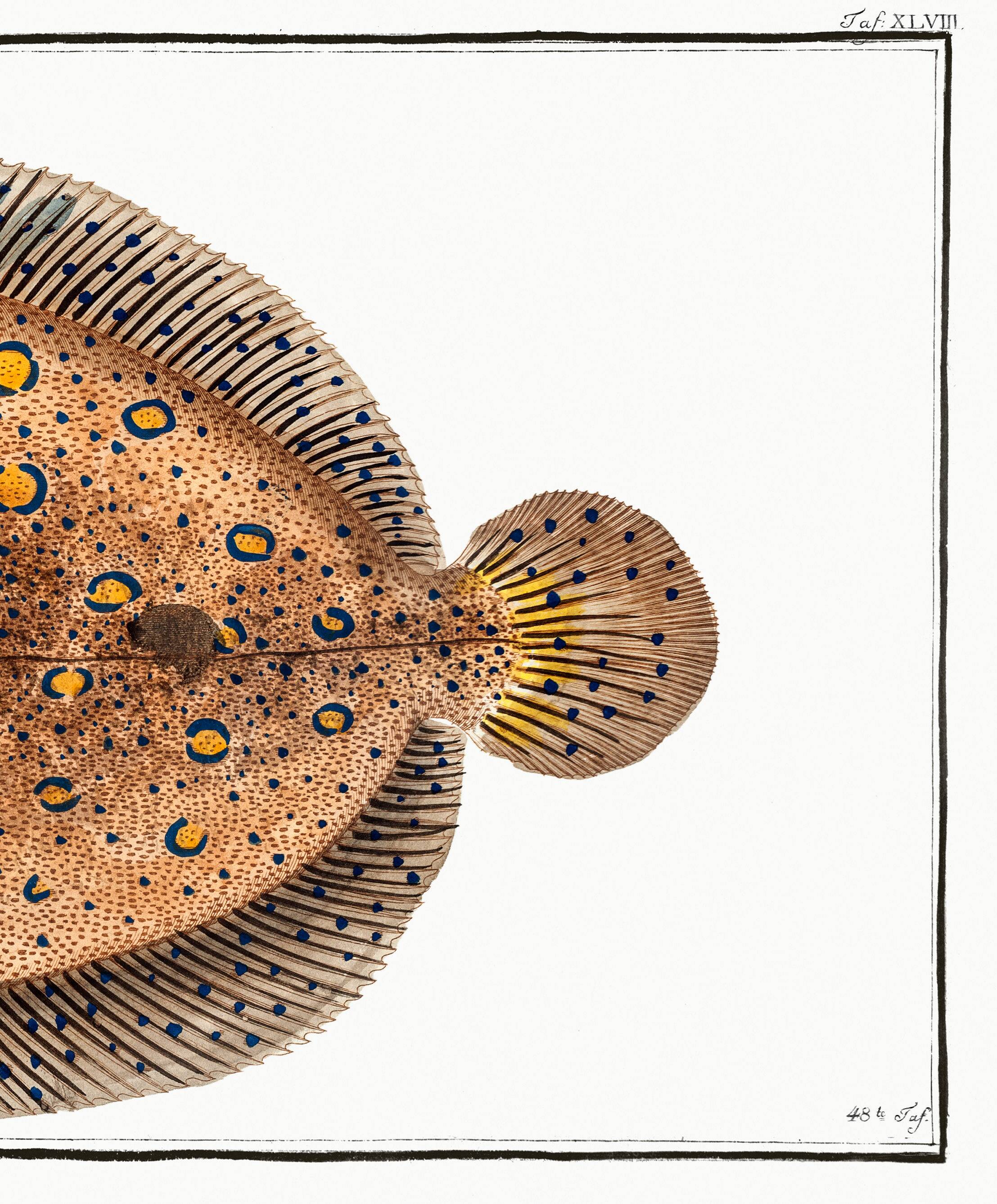 Affiche sur le flet léopard, poisson, d’après une gravure ancienne de 1746.