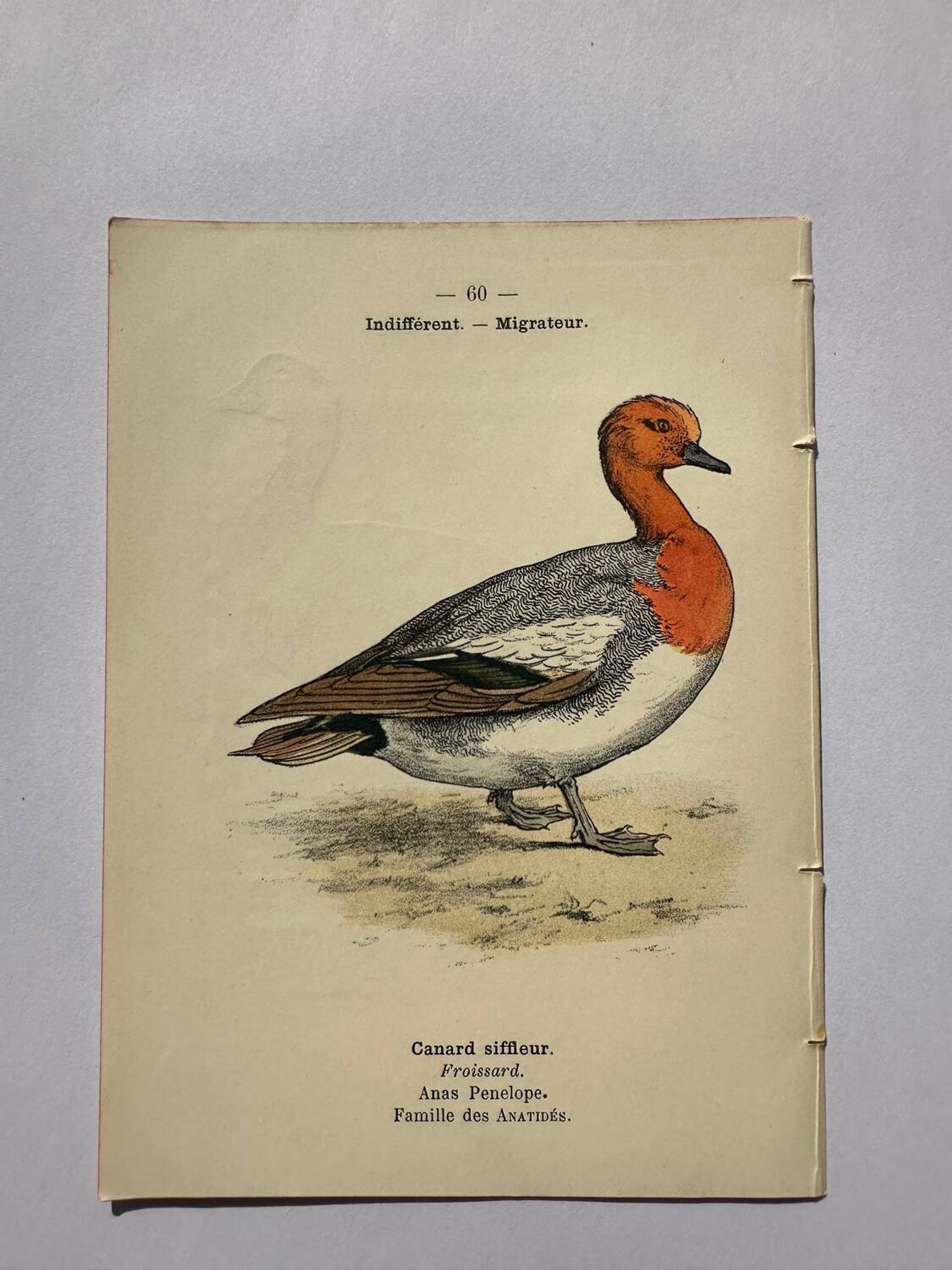 Gravure botanique oiseaux double face planche naturaliste Eau forte