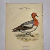 Botanical engraving birds double sided naturalist board Etching