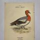 Botanical engraving birds double sided naturalist board Etching
