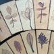 Carreaux herbier Roger Capron