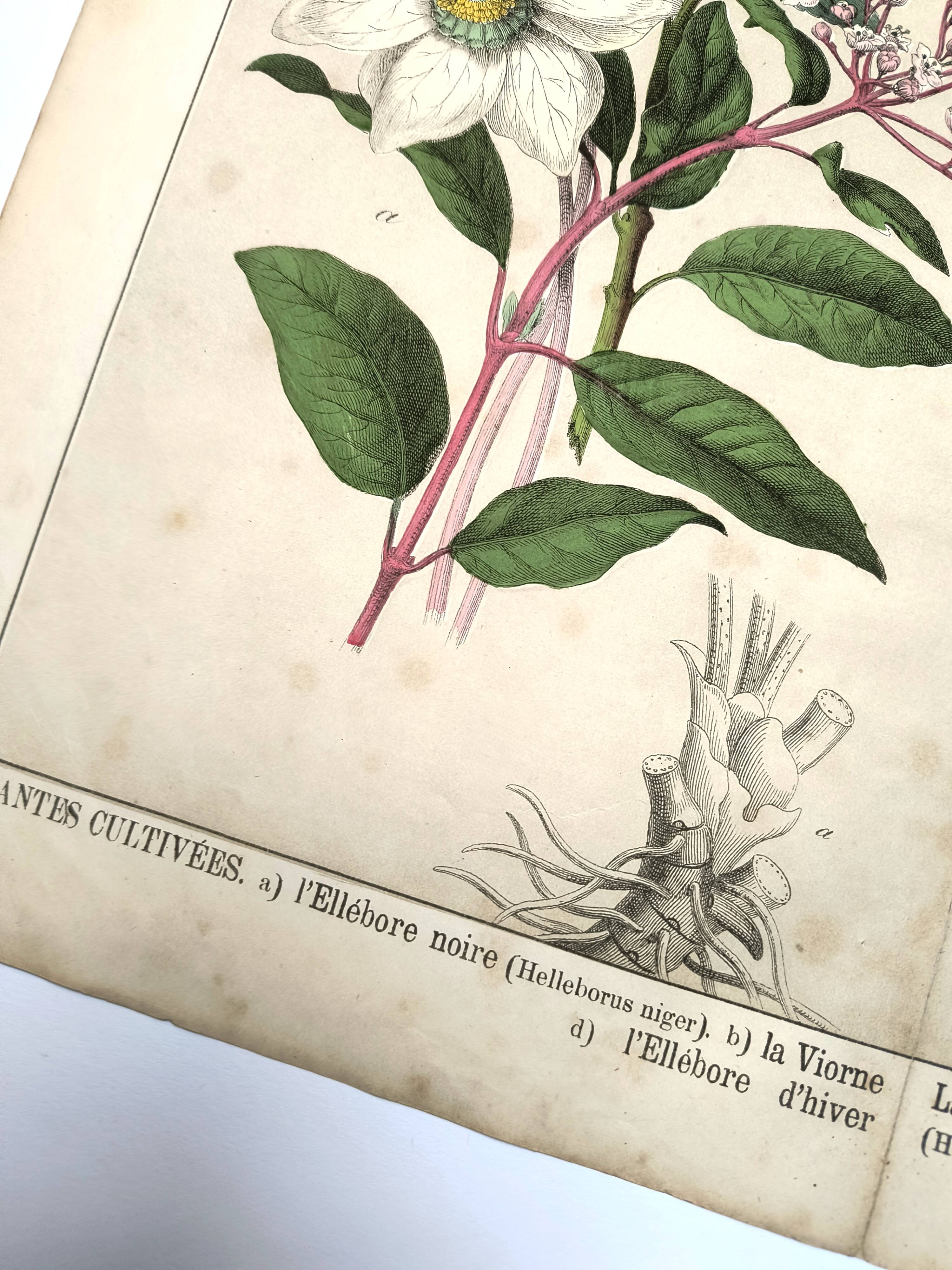 Botanical engraving from 1870 - Viburnum - flower plate lithograph poster
