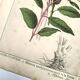 Botanical engraving from 1870 - Viburnum - flower plate lithograph poster