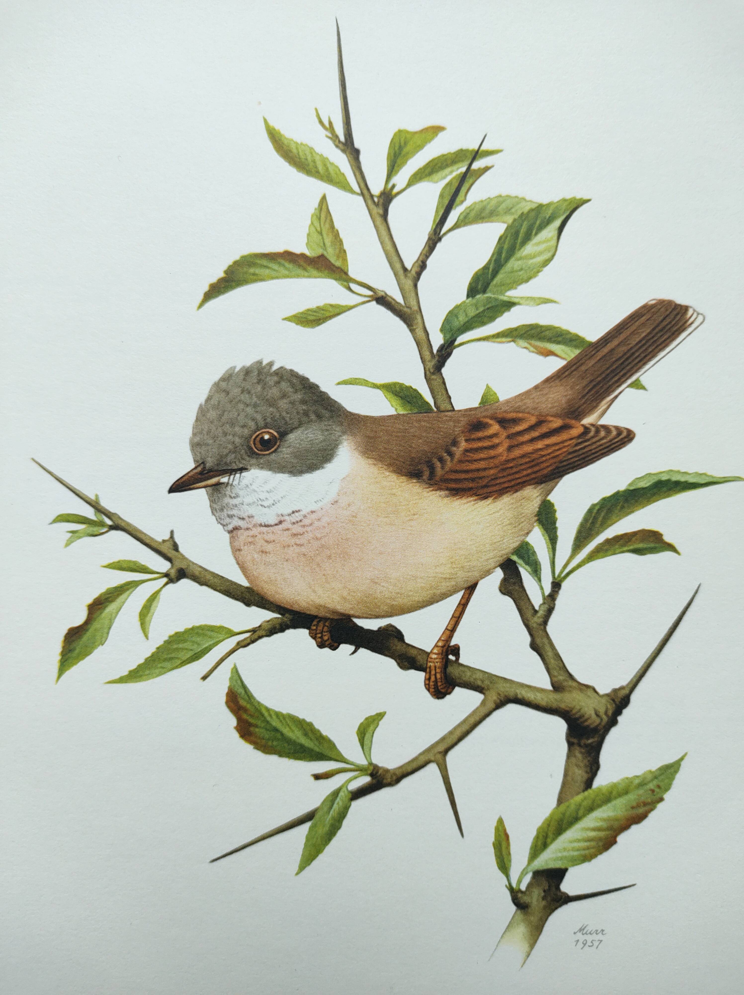 Old bird board 1960 - Black-headed Warbler - Animal illustration
