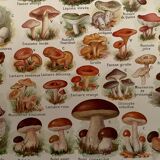 Lithograph on mushrooms - 1920