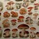 Lithographie sur les champignons - 1920
