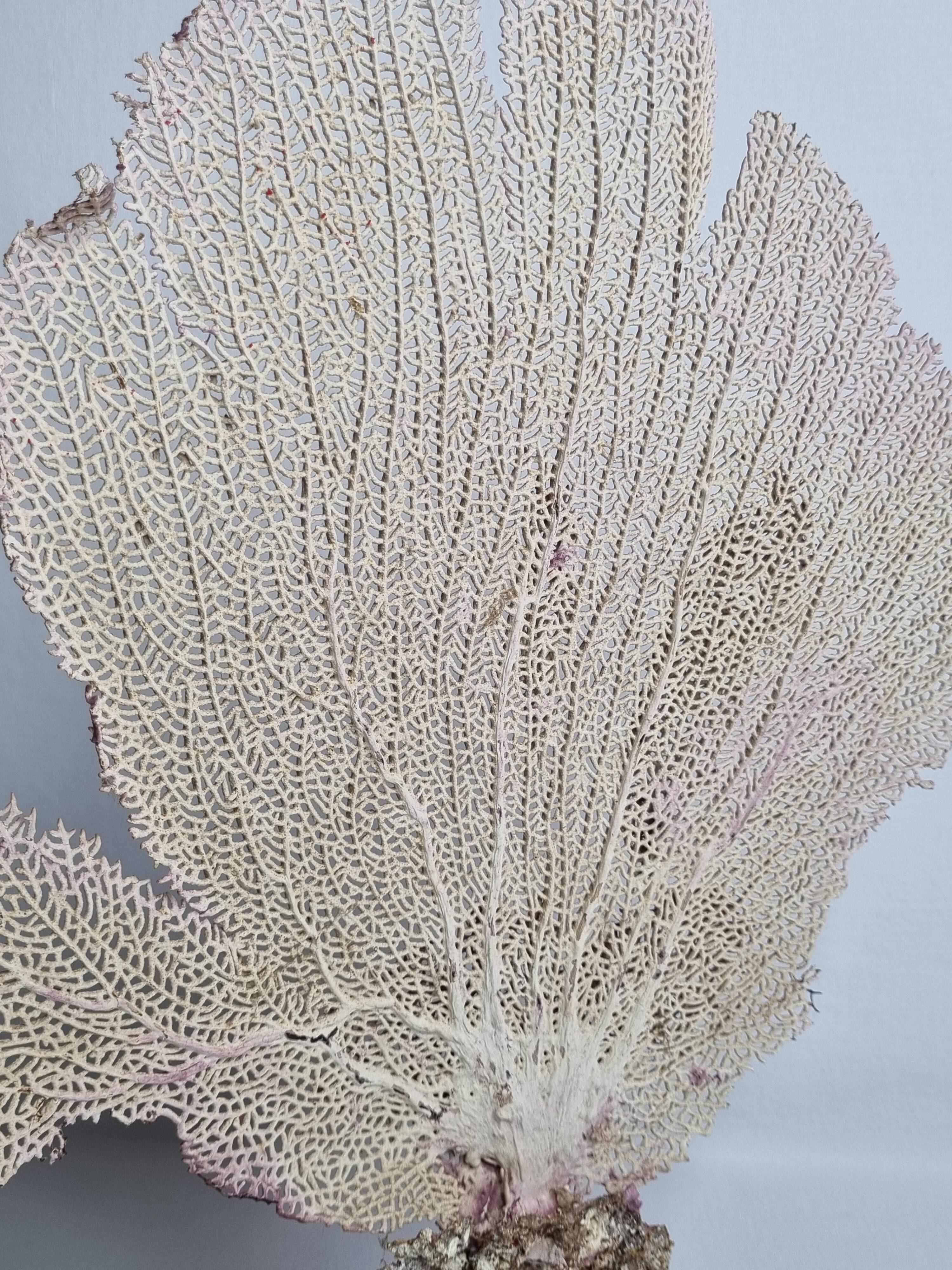 Antique Gorgonian coral, Venus fan, on solid wood base, 37 cm