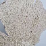 Antique gorgonian coral, Venus fan, on solid wood base, 37 cm