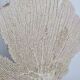 Antique Gorgonian coral, Venus fan, on solid wood base, 37 cm