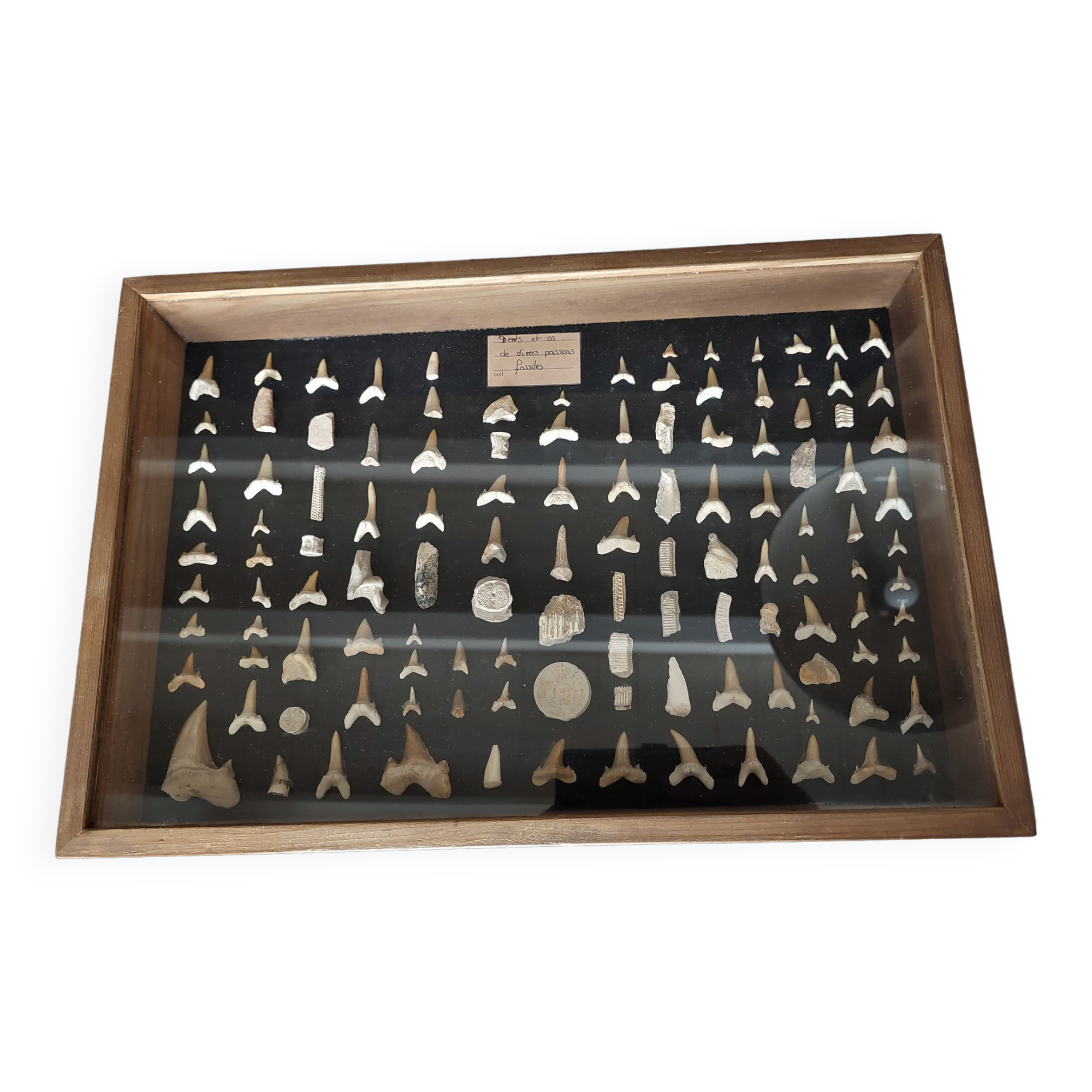 Showcase with fossil