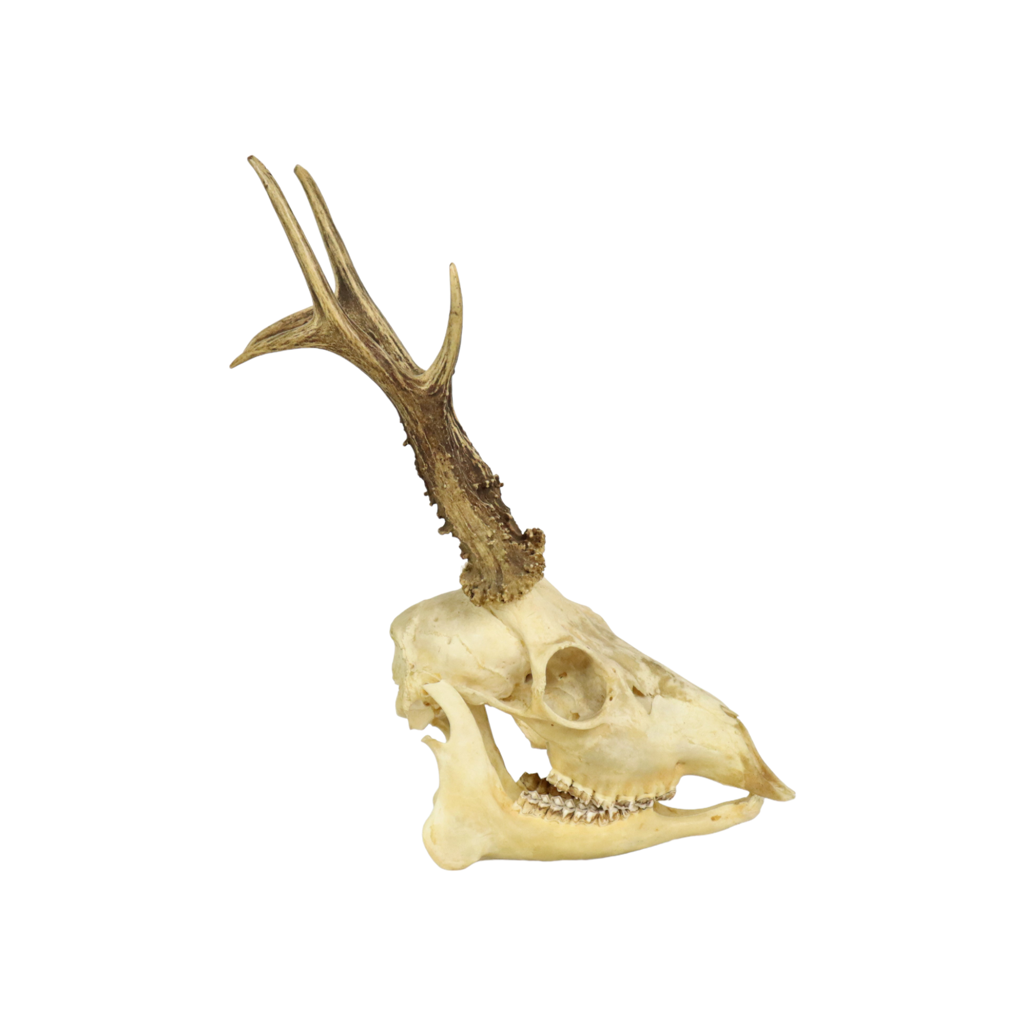 Deer skull taxidermy complete antlers skull deer 33cm