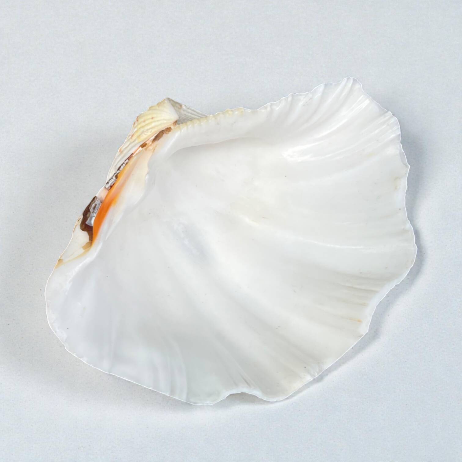 large shell-shaped ashtray Tridacna natural vintage 1970s