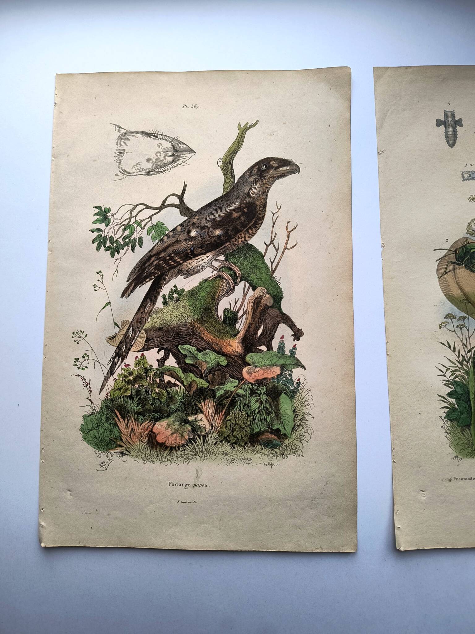 Lot of 3 old engravings from 1839 - Crickets and birds of prey - Colored plates