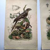 Lot of 3 old engravings from 1839 - Crickets and birds of prey - Colored plates