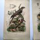 Lot of 3 old engravings from 1839 - Crickets and birds of prey - Colored plates