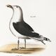 Poster about seagulls, based on an old lithograph from 1842.