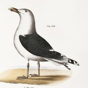 Affiche sur les goélands, d’après une lithographie ancienne de 1842.