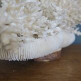 Natural white coral