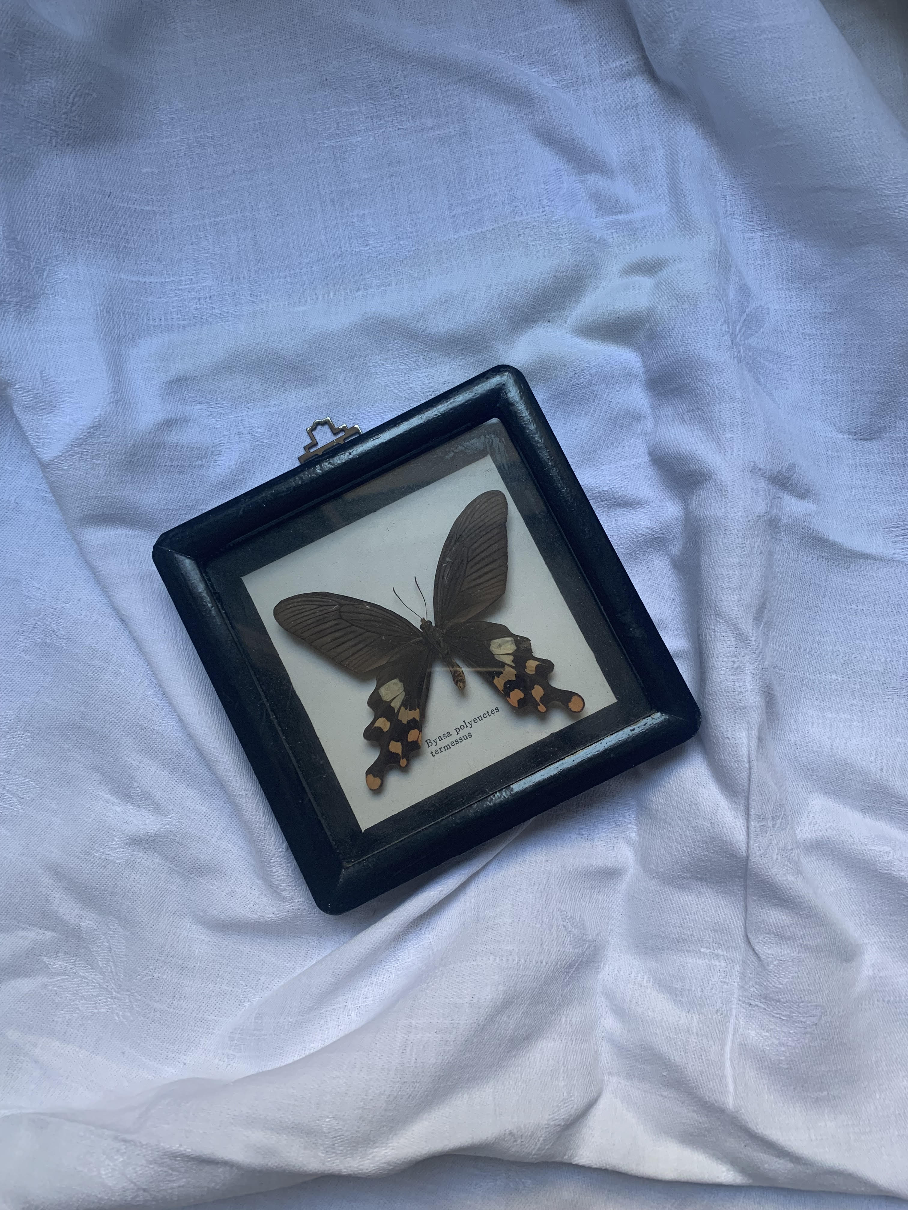 Butterfly under vintage glass