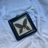Butterfly under vintage glass