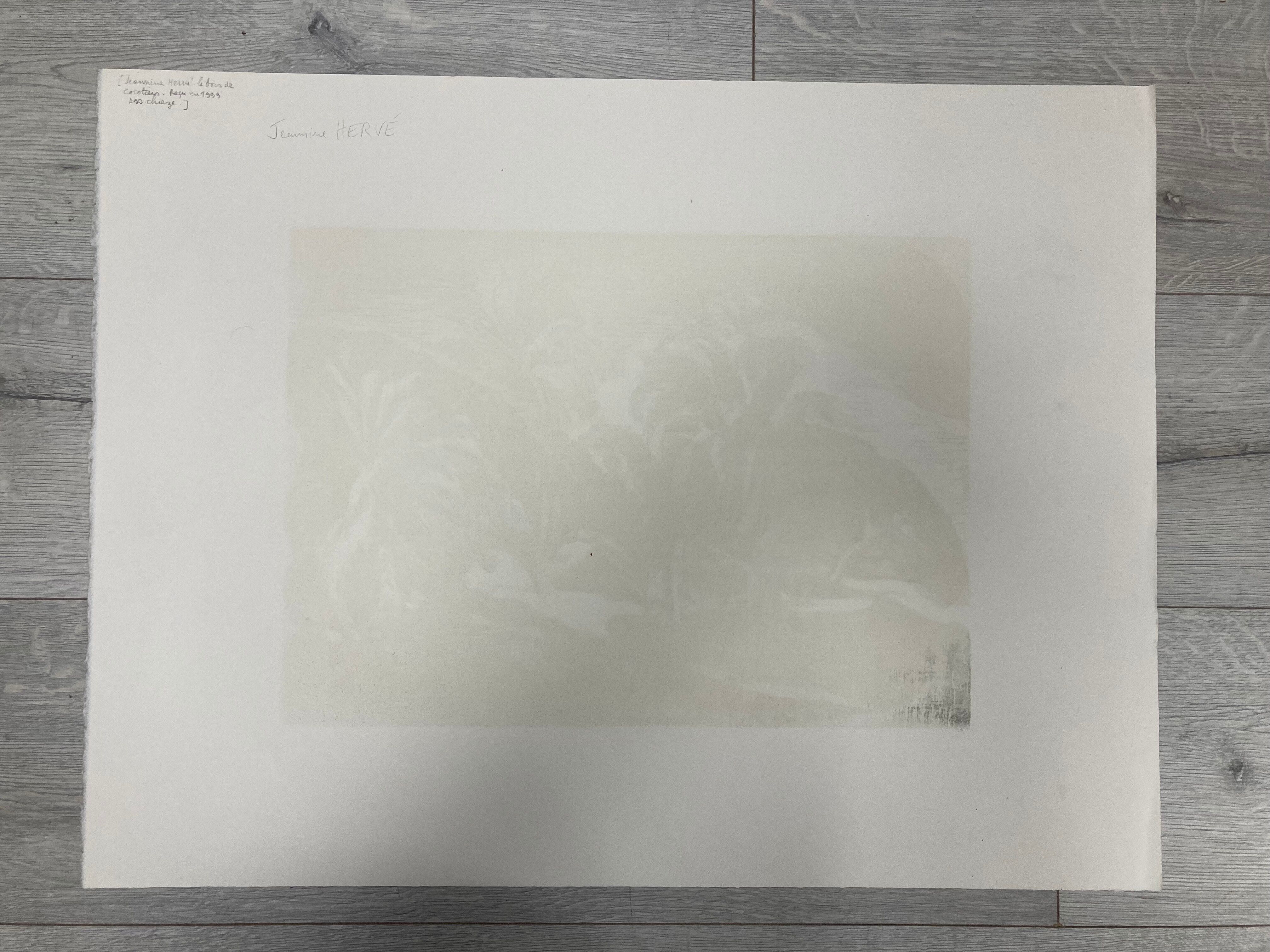 Illustration Le Bois des Cocotiers