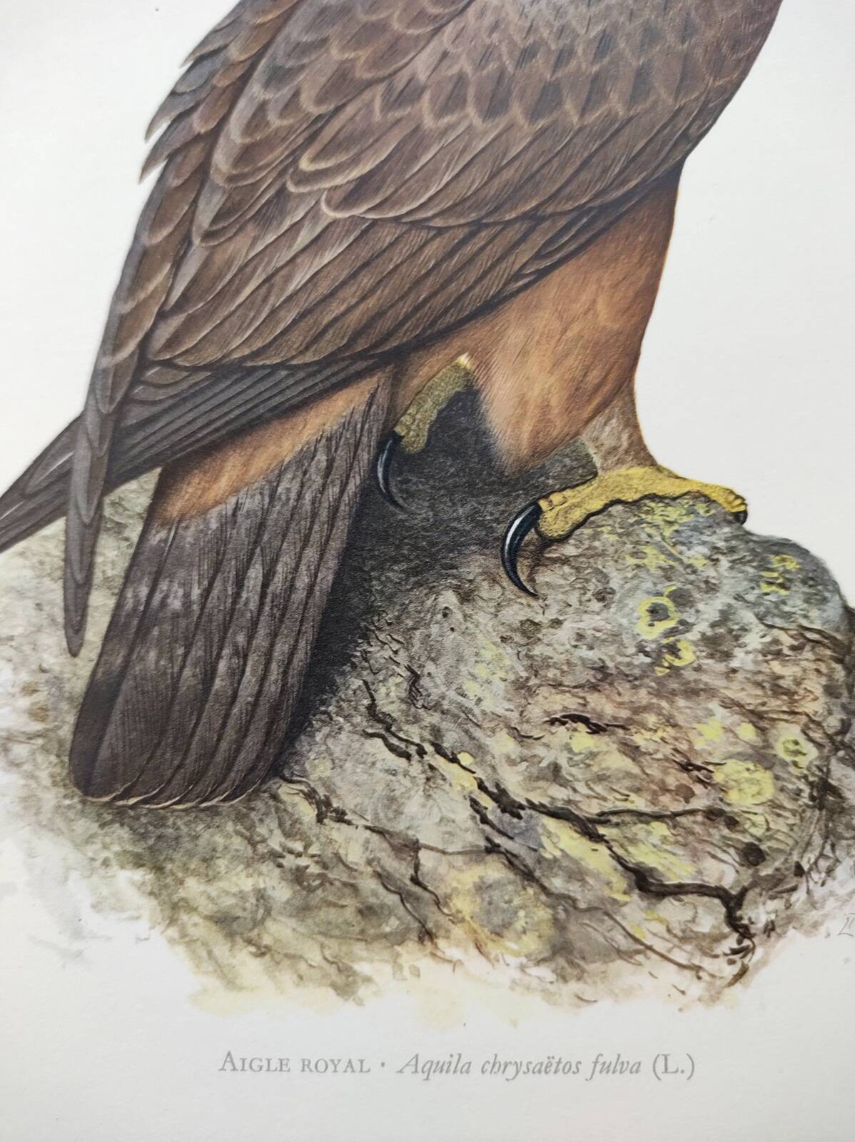 Bird illustration from the 60s - Golden Eagle - Vintage zoological and ornithological board
