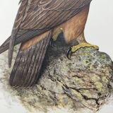 Bird illustration from the 60s - Golden Eagle - Vintage zoological and ornithological board