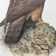Illustration oiseau années 60 - Aigle Royal - Planche zoologique et ornithologique vintage
