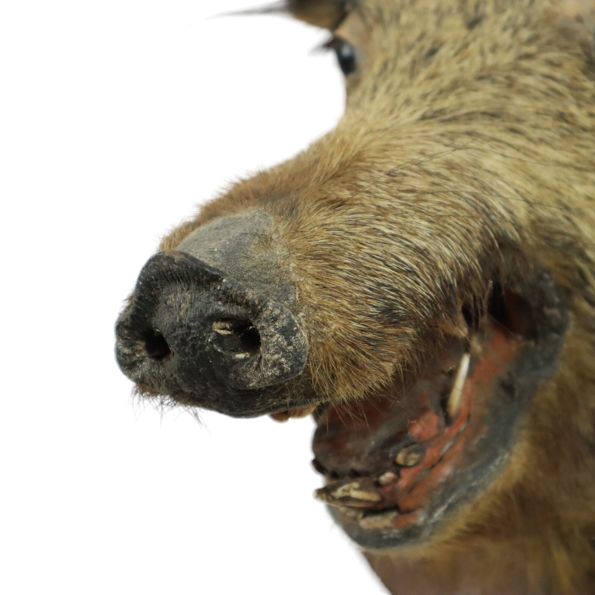 Wild boar head taxidermy wild boar bust stuffed animal 55cm