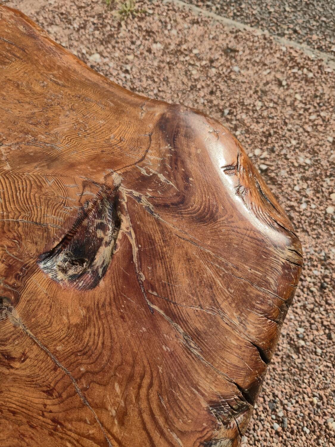Brutalist coffee table made from solid elm tree trunk, 1950s