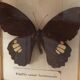 Framed butterflies