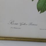 Large framed lithograph by Redouté