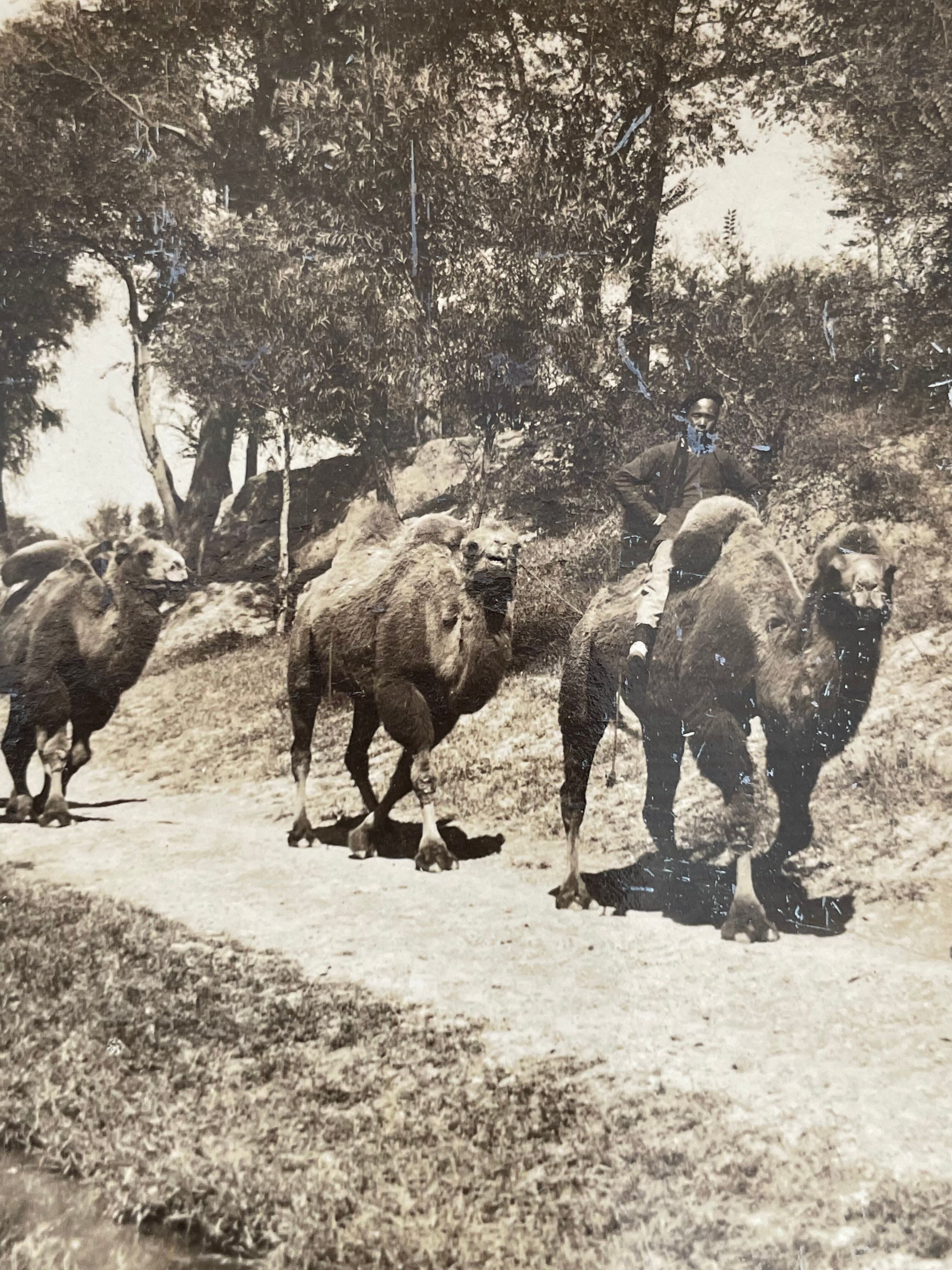 Old photography stereo, stereograph, luxury albumine 1903 camel line, Beijing, China