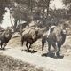 Old photography stereo, stereograph, luxury albumine 1903 camel line, Beijing, China