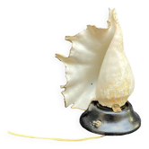 Lampe Coquillage