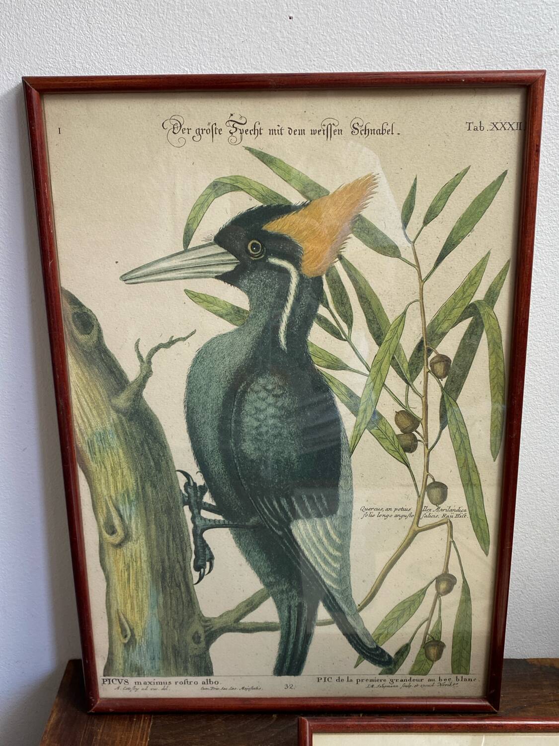 Ornithological posters
