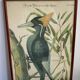 Ornithological posters