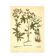 Old illustration 1959 - Quintefeuille - botanical plate flowers