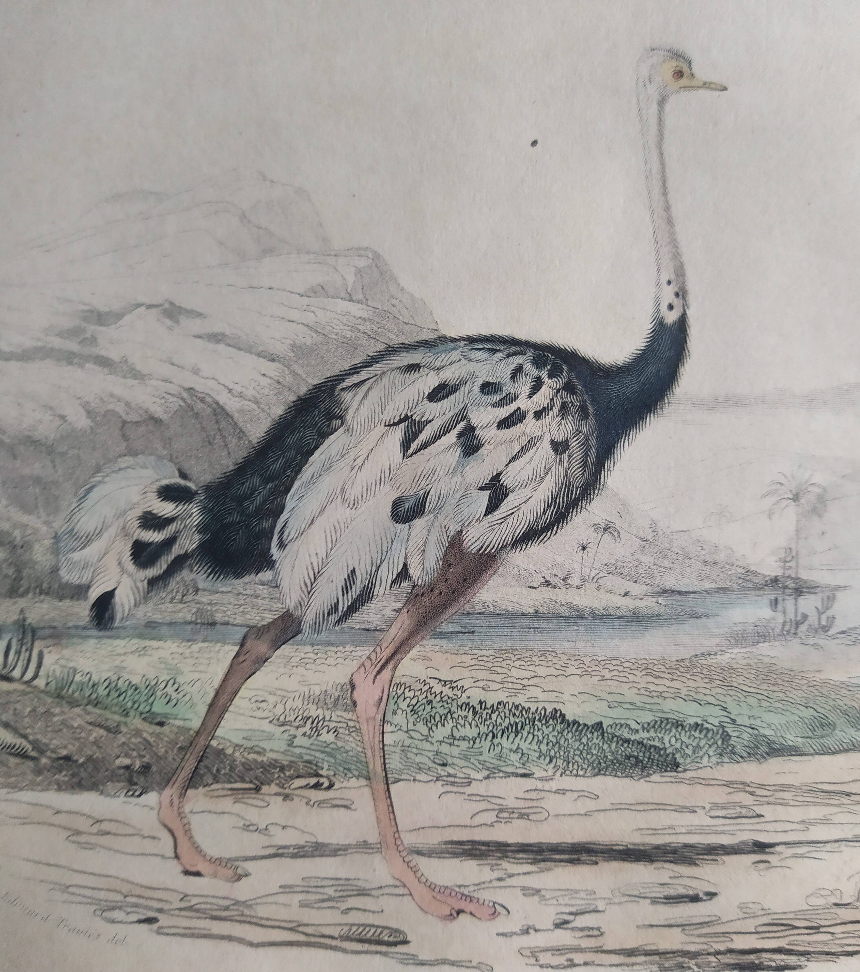 Planche Ornithologique Buffon 1838 "Autruche & Casoar"
