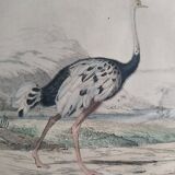 Ornithological Plate Buffon 1838 "Ostrich & Cassowary"