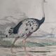 Planche Ornithologique Buffon 1838 "Autruche & Casoar"