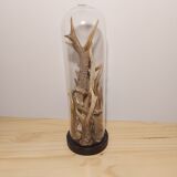 Glass globe with forest woods for cabinets of curiosities