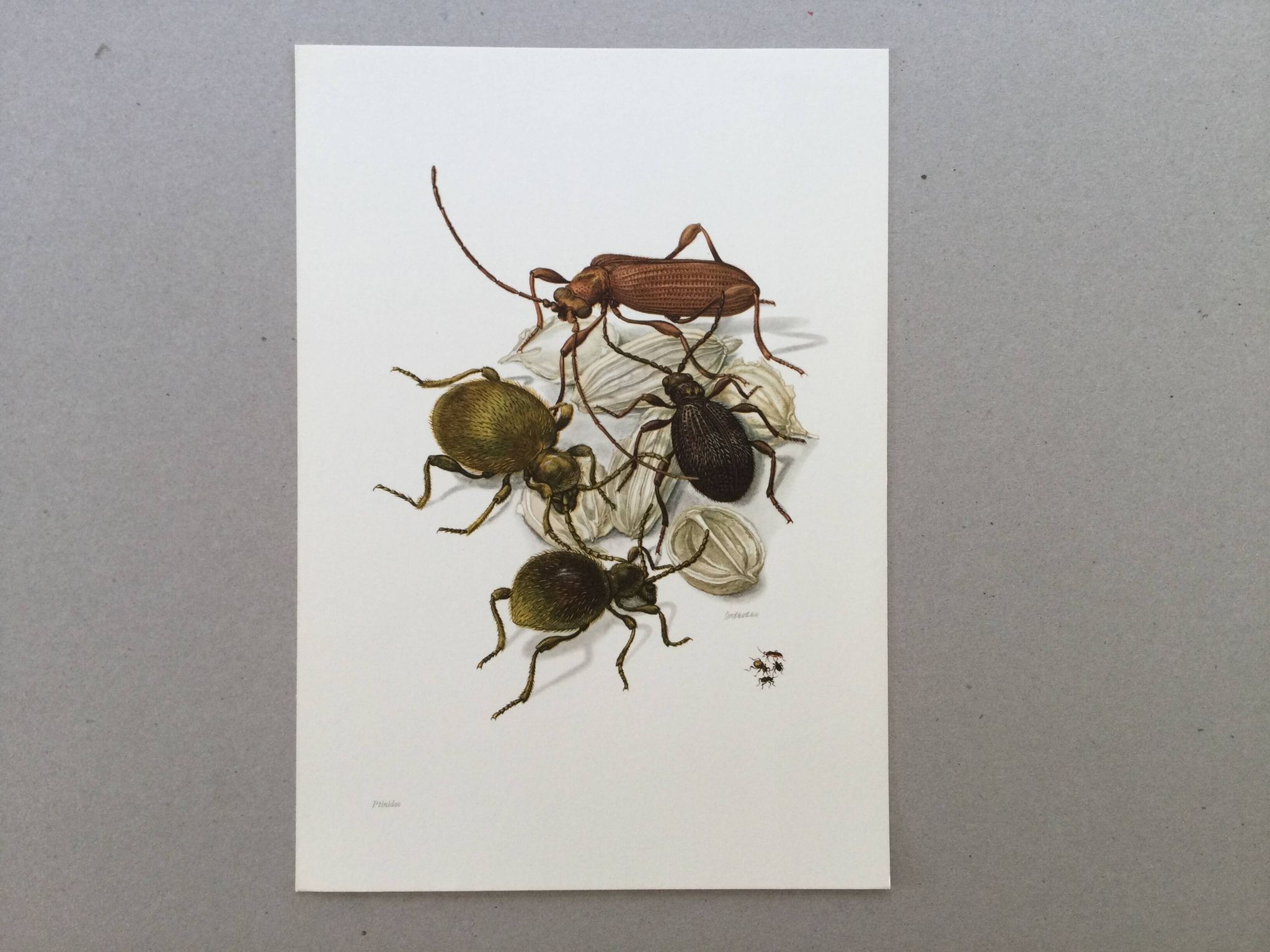 Antique illustration of insects, original plate, 1960s