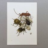 Antique illustration of insects, original plate, 1960s