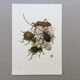 Illustration insectes, planche originale, années 60