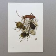 Antique illustration of insects, original plate, 1960s