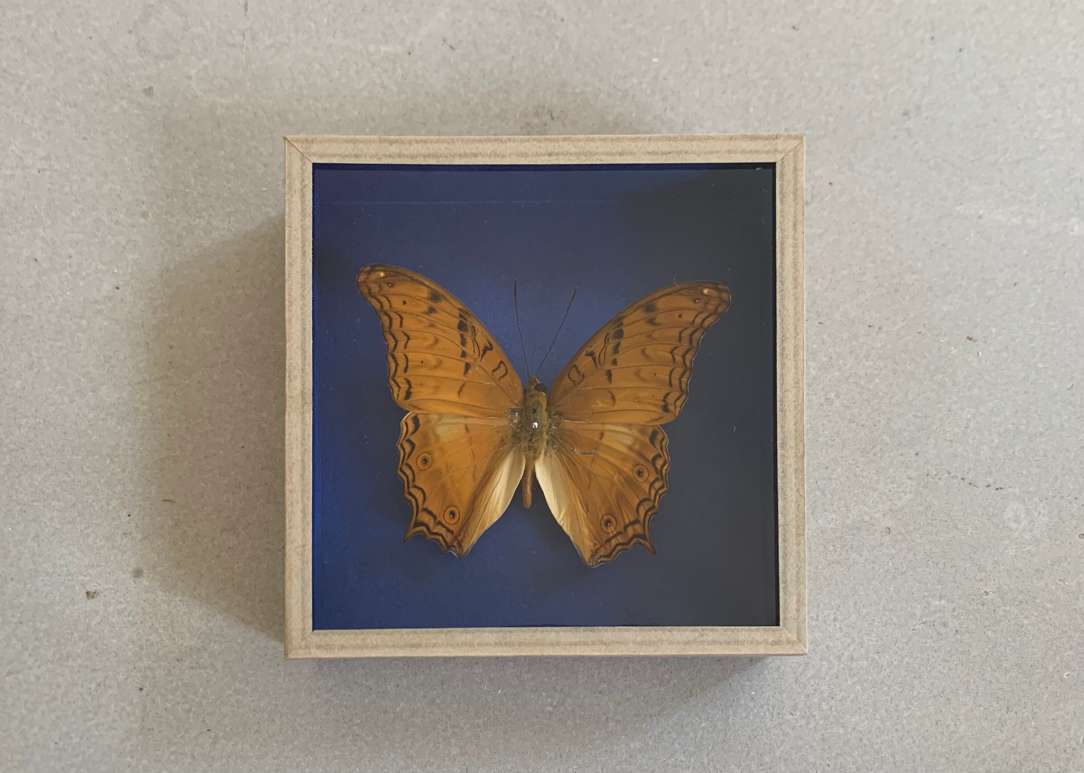 Butterfly stuffed under glass