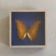 Butterfly stuffed under glass
