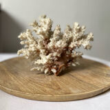 Vintage white coral